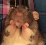 the rat lounge !