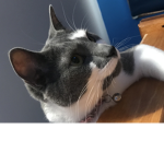 If you love cats join