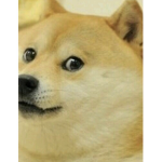 Doge movies