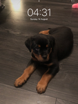 #ROTTWEILER FANS