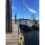the boat cats