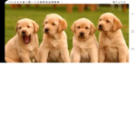The Puppy Group/Squad