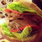 +Burger cat is cute+