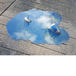 Puddle peeps