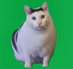 猫ミームグループ