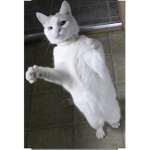 The cat dancing games