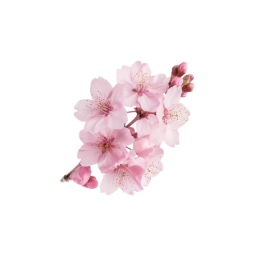 ⋆˚ 𐦍 ˖° 🫧 𐙚 . ⊹