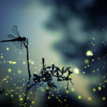 Dragonfly Inc.