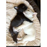 Louises puppies