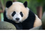 Pandas united 123