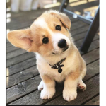 Puppy love. 46