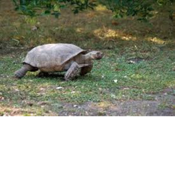 Turtle Run!