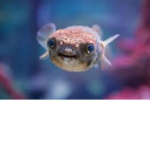 Pufferfish Gang!