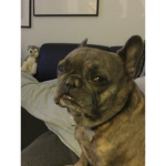 My dog made this