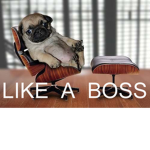 ThePupBosses