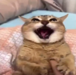 KittyRants