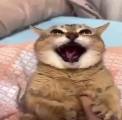 KittyRants Roblox group icon