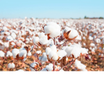 Kenzo's Plantation