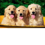 puppie lover Fan Group!