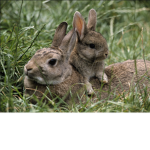 Fluffy bunny tails