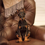 Dobermans on top!!