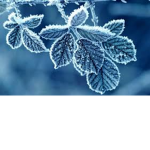 Arctic Frost Group