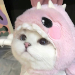 ⋆˚🐾˖°