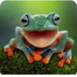 ~Da_frogs~