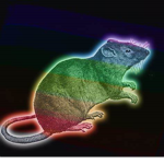 COLORFUL RATS