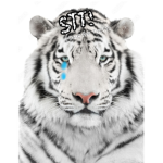 •|Save The Tigers!|•