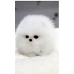 #Puppys Group