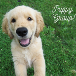 Puppy Group !