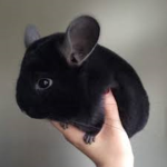 chinchilla flow