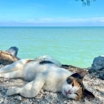 Paws By The Seaside