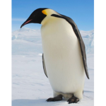 The penguin rights