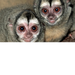 Ilovemonkey