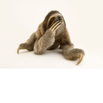 The fancy sloths