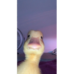 Duck’sUnited