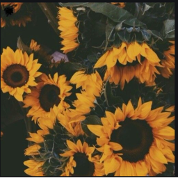 -*sunflower*-