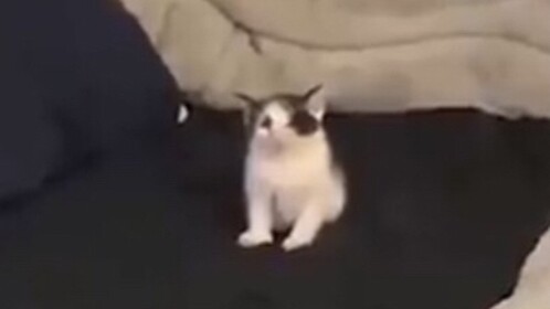 Onx’s Ragdoll Test [OUTDATED]