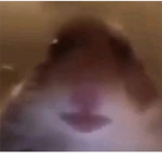 cheeezeeee bois
