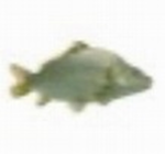 A good fish