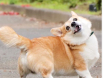 CORGISCORGISCORGIS