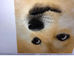 The ######## doge squad