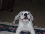 dog life