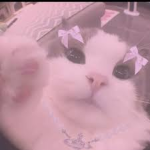 The kitty armyyyy