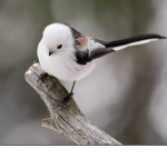 Birb Heirarchy