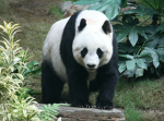 PANDA PLAYZ899