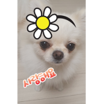 아잉츄 그룹