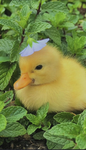 DUCKS R DA BEST